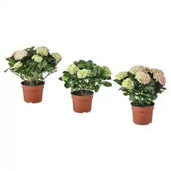 IKEA Hydrangea macrophylla pflanze hortensie/versch. farben Angebot