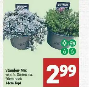 Marktkauf Stauden-mix Angebot