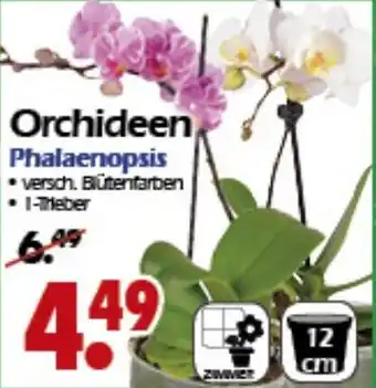 Wreesmann Orchideen Phalaenopsis Angebot