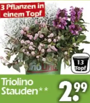 Wreesmann Triolino Stauden Angebot