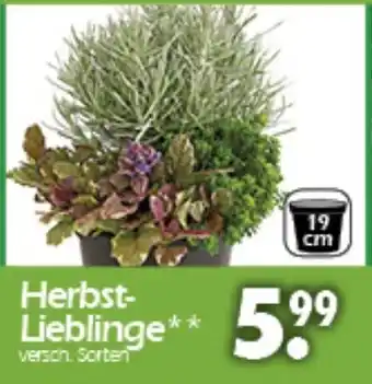 Wreesmann Herbst Lieblinge Angebot