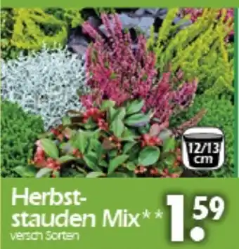 Wreesmann Herbststauden Mix Angebot