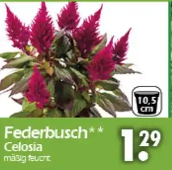 Wreesmann Federbusch Celosia Angebot