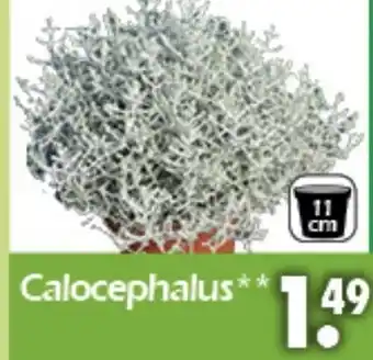 Wreesmann Calocephalus Angebot