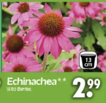 Wreesmann Echinachea Angebot