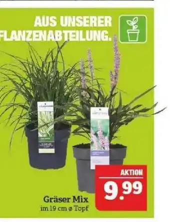 Marktkauf Gräser Mix Angebot