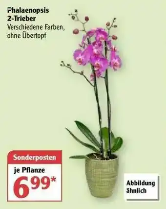 Globus Phalaenopsis 2-trieber Angebot