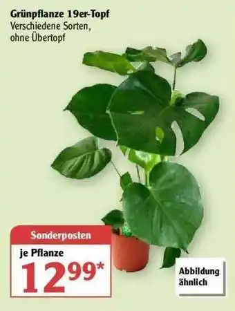 Globus Grünpflanze 19er Topf Angebot