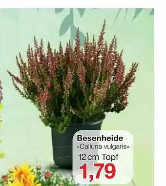 Jawoll Besenheide „calluna Vulgaris” Angebot