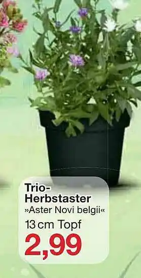 Jawoll Trio-herbstaster Angebot