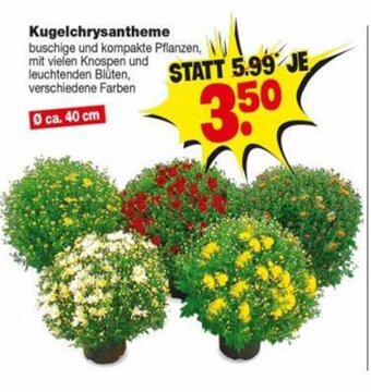 Repo Markt Kugelchrysantheme Angebot