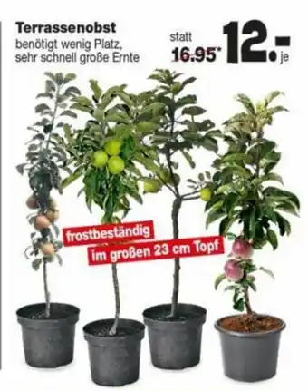 Repo Markt Terrassenobst Angebot