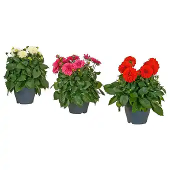 IKEA Dahlia pflanze dahlie versch. farben Angebot