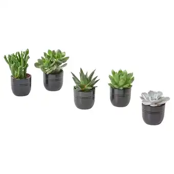 IKEA Succulent pflanze mit übertopf sukkulente versch. arten/schwarz Angebot