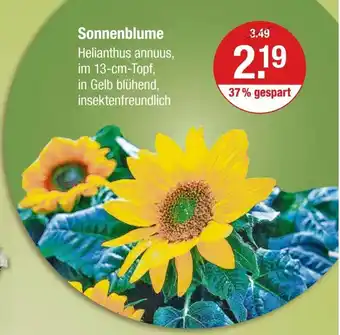 V Markt Sonnenblume Helianthus annuus, im 13-cm-Topf, in Gelb blühend, insektenfreundlich Angebot