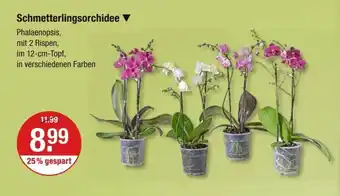 V Markt Schmetterlingsorchidee im 12-cm-Topf, Angebot