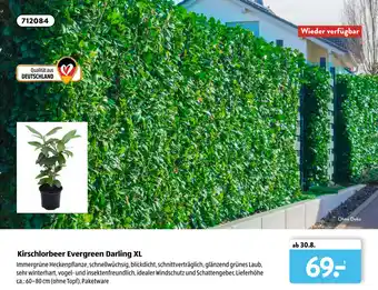 Aldi Süd Kirschlorbeer Evergreen Darling XL Angebot