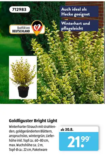 Aldi Süd Goldliguster Bright Light Angebot