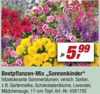 toom Baumarkt Beetpflanzen-Mix ,,Sonnenkinder" Angebot