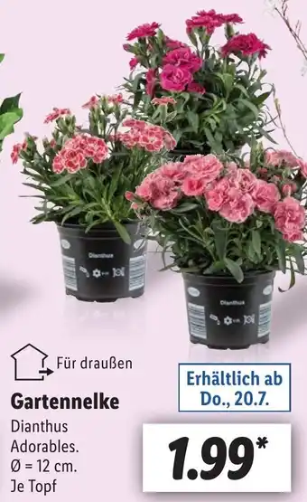 Lidl Gartennelke Angebot