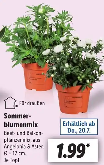 Lidl Sommerblumenmix Angebot