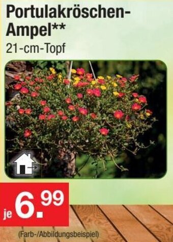 Zimmermann Portulakröschen Ampel Angebot