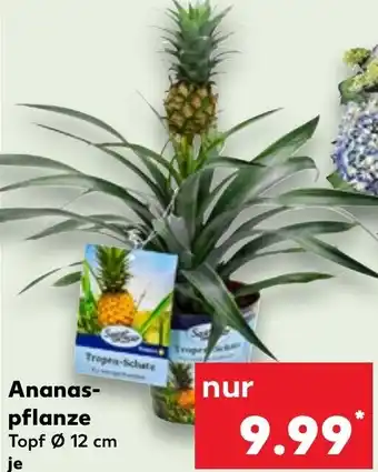 Kaufland Ananaspflanze Angebot