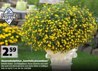 Hagebau Husarenknöpfchen ,,Sanvitalia procumbens" Angebot