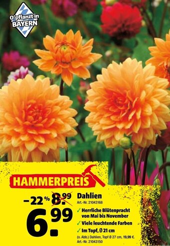 Hagebau Dahlien Angebot