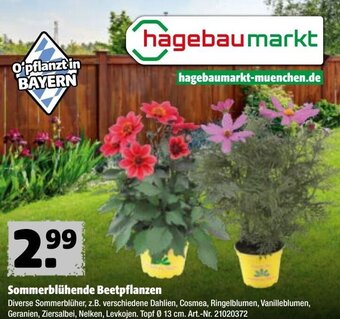Hagebau Sommerblühende Beetpflanzen Angebot