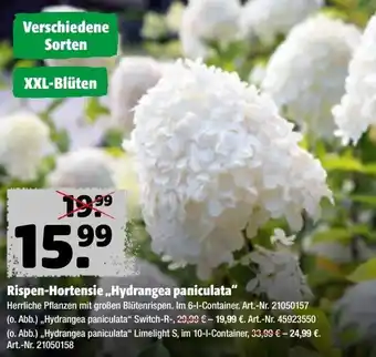 Hagebau Rispen-Hortensie ,,Hydrangea paniculata" Angebot