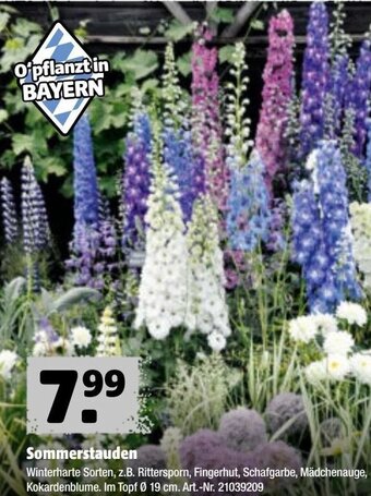 Hagebau Sommerstauden Angebot