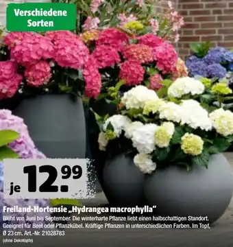 Hagebau Freiland-Hortensie ,,Hydrangea macrophylla" Angebot