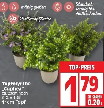 Edeka Topfmyrthe ,,Cuphea" 11cm Topf Angebot