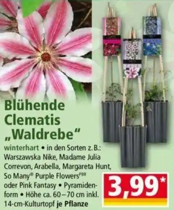 Norma Blühende Clematis ,,Waldrebe" Angebot