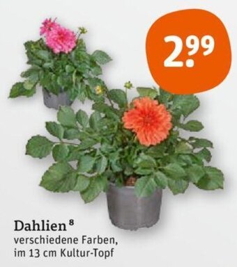 tegut Dahlien Angebot