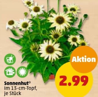 PENNY Sonnenhut Angebot