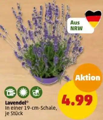 PENNY Lavendel Angebot