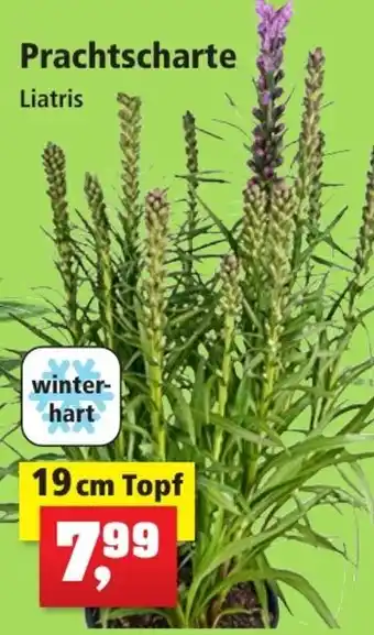 Thomas Philipps Prachtscharte Liatris 19 cm Topf Angebot