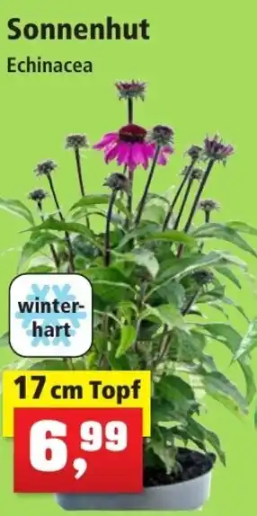 Thomas Philipps Sonnenhut Echinacea 17 cm Topf Angebot