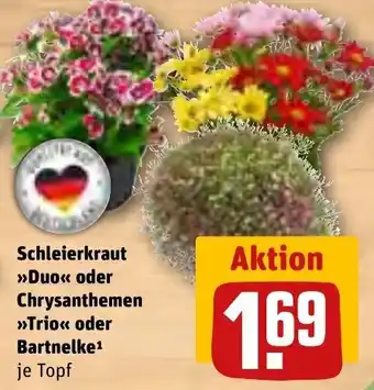 REWE Schleierkraut >>Duo<< oder Chrysanthemen >>Trio<< oder Bartnelke¹ Angebot