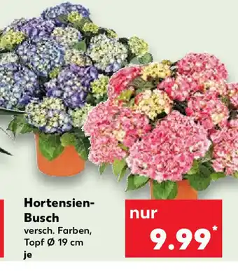 Kaufland Hortensien-Busch Angebot