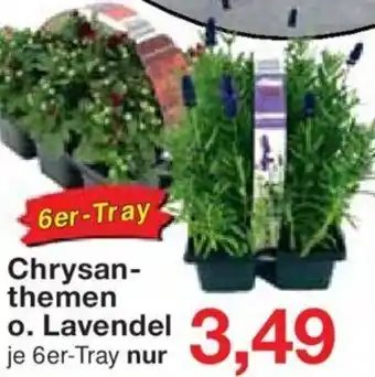 Jawoll Chrysanthemen o. Lavendel 6er-Tray Angebot