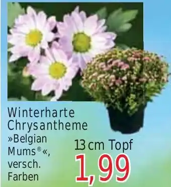 Wiglo Wunderland Winterharte Chrysantheme >>Belgian Mums®«<, 13 cm Topf Angebot
