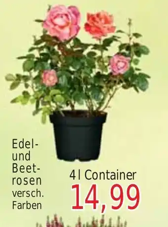 Wiglo Wunderland Edel- und Beet- rosen 4l Container Angebot