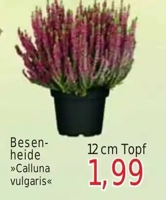 Wiglo Wunderland Besen-heide >> Calluna vulgaris<< 12 cm Topf Angebot