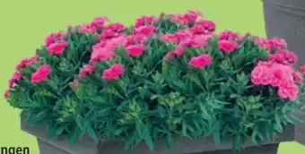 Thomas Philipps Nelken dianthus Angebot