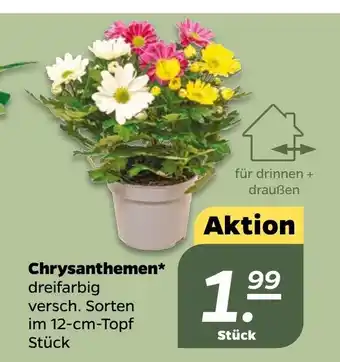 NETTO Chrysanthemen* dreifarbig versch. Sorten im 12-cm-Topf Stück Angebot