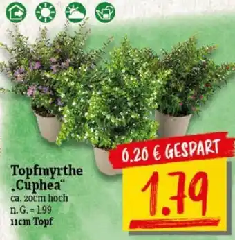 NP Discount Topfmyrthe ,,Cuphea" 11 cm Topf Angebot