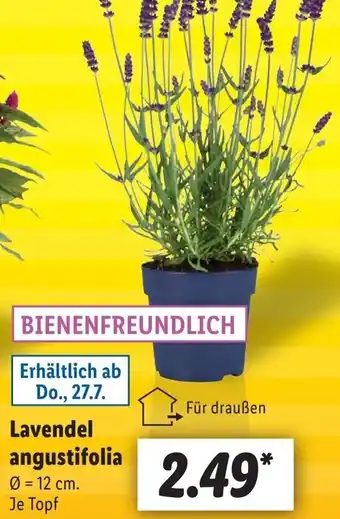 Lidl Lavendel angustifolia Angebot